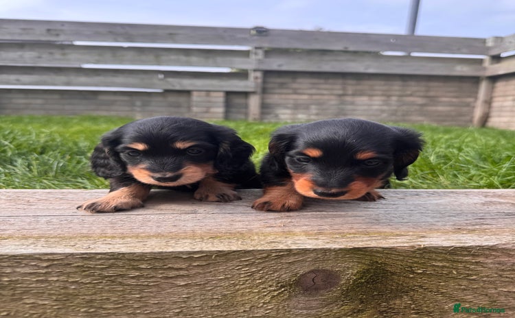 Miniature Dachshund dogs - Advert 3