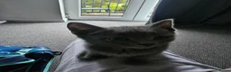 Russian Blue cats for sale: Two male russian blue cats for sale - Advert 3