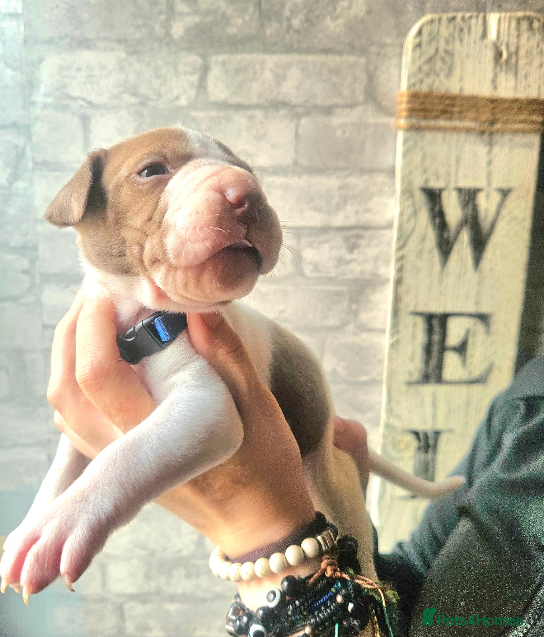 Mixed Breed dogs Bullpei x American bulldog pups - Advert 17