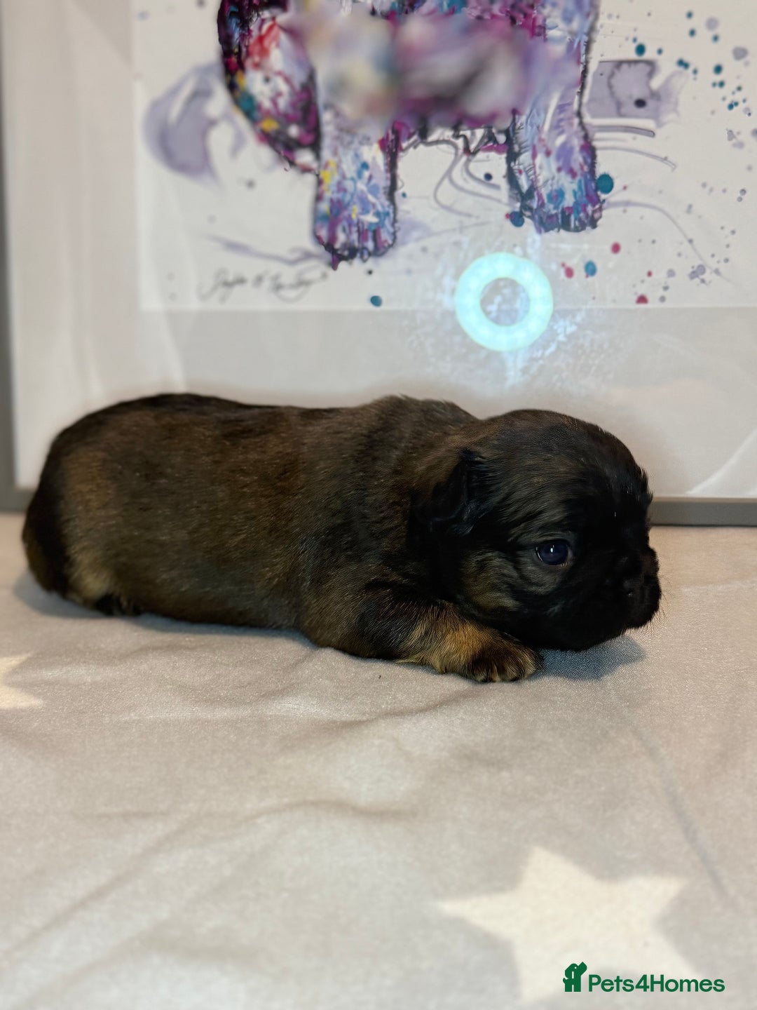 French Bulldog dogs for sale: Fluffy French Bulldog Puppies - Advert 11