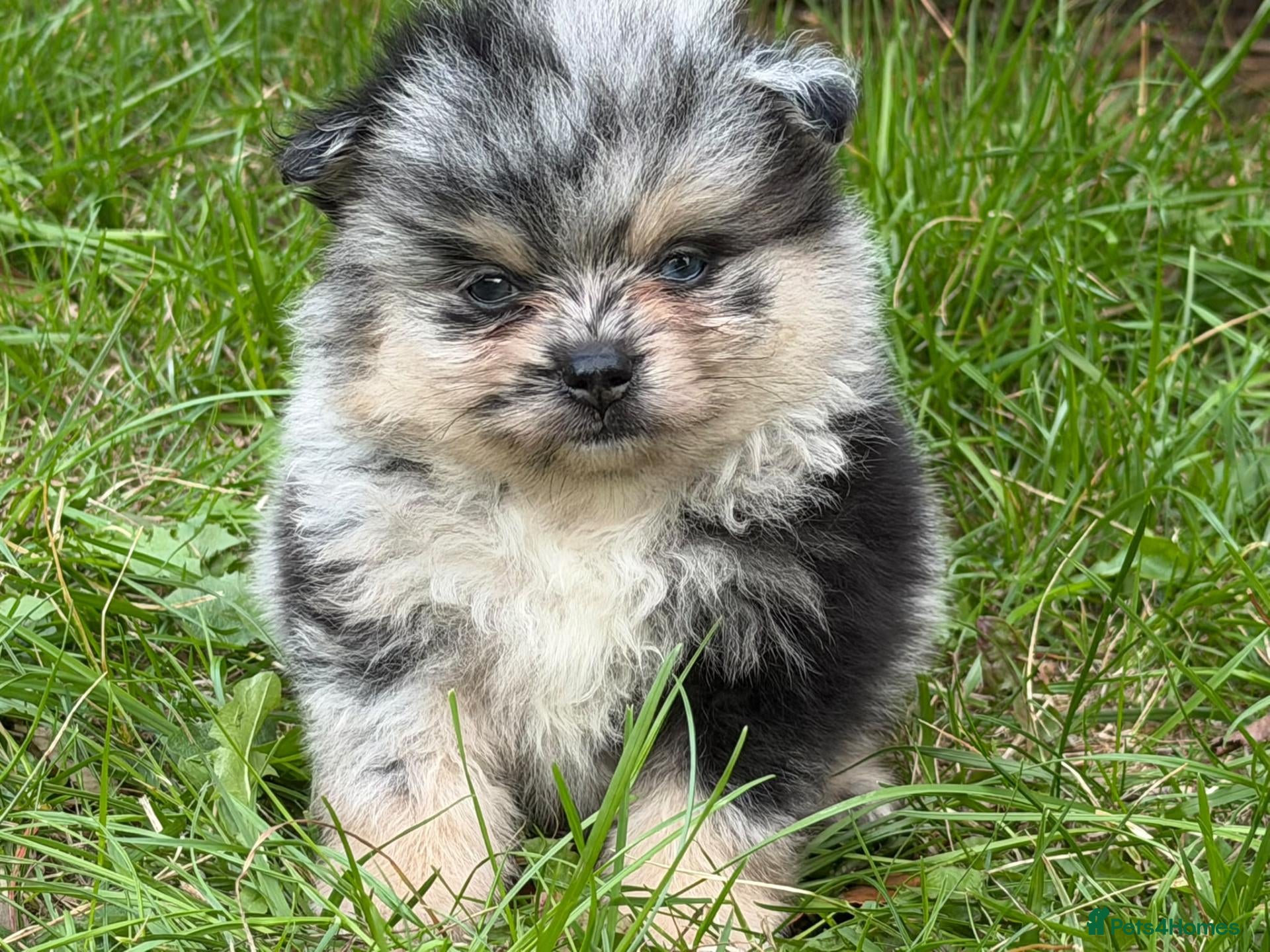 Pomeranian dogs Mini Rare Blue eye Merle, Black pomeranian - Advert 4