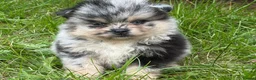 Pomeranian dogs for sale: Rare Blue eye Merle, husky type Black pomeranians  - Advert 2
