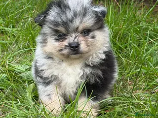 Pomeranian dogs Mini Rare Blue eye Merle, Black pomeranian - Advert 4
