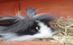 Mini Lop rabbits for sale: Friendly baby rabbits available to loving homes - Image 13