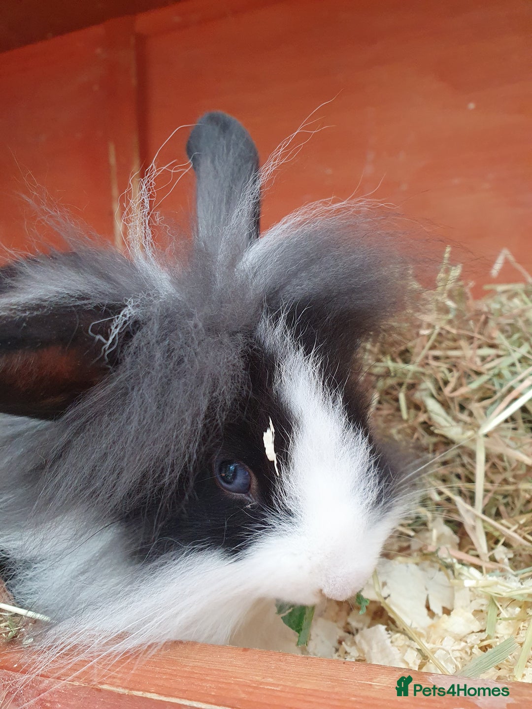 Mini Lop rabbits for sale: Friendly baby rabbits available to loving homes - Image 13