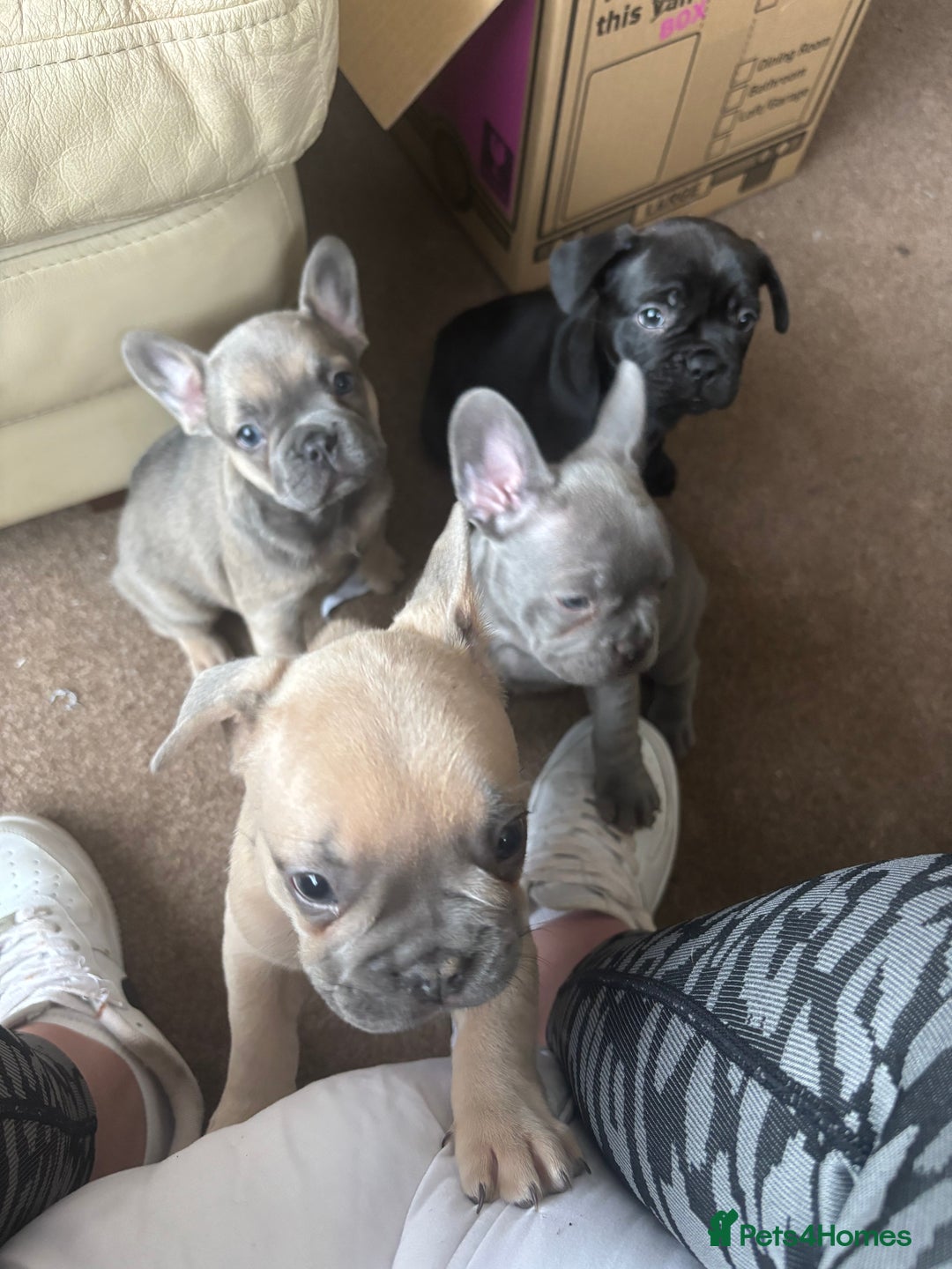 French Bulldog dogs for sale: **READY NOW**French bulldog puppies READY NOW - Image 22
