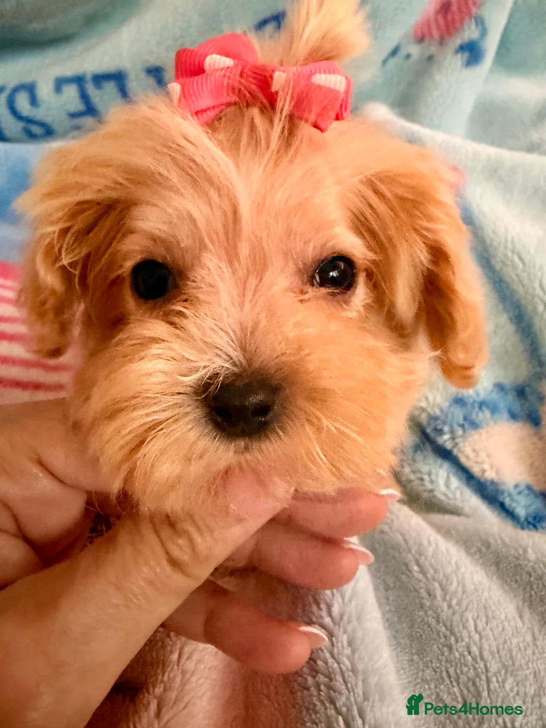 Maltipoo dogs for sale:  F1 Maltipoo puppies  - Advert 7