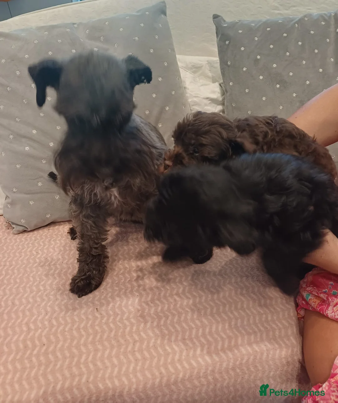 Schnoodle dogs for sale: Stunning Schnoodles  in Bury Saint Edmunds - Advert 1