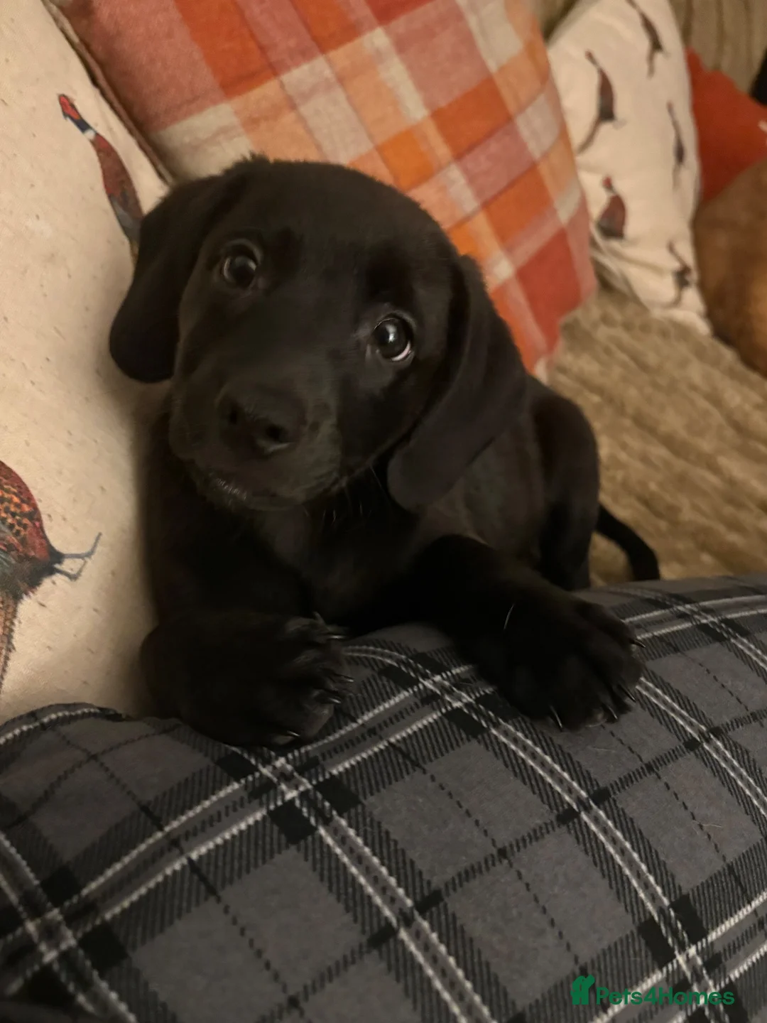 Mixed Breed dogs for sale: 9 week old cocker cross staffy  - Advert 2