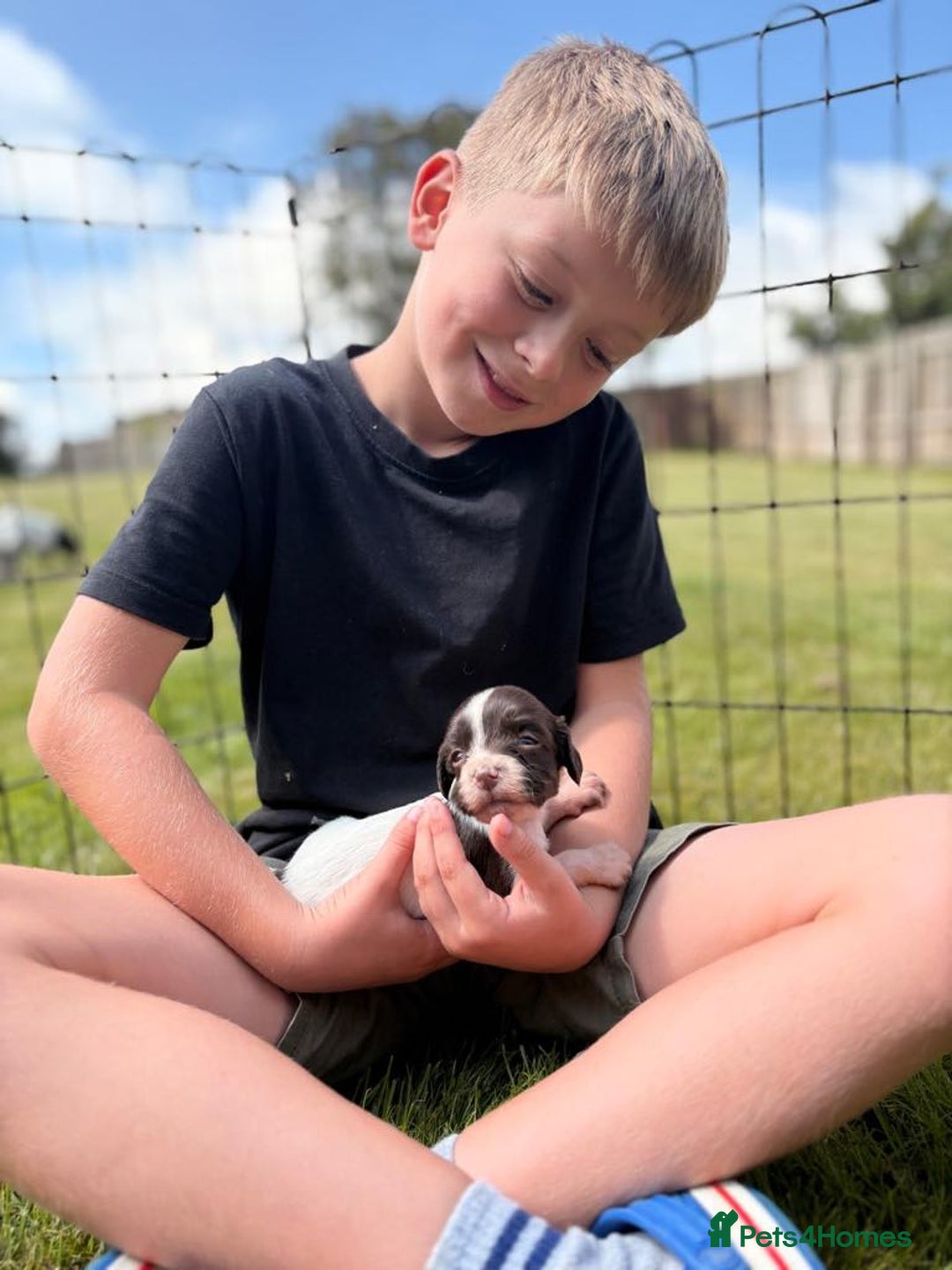 English Springer Spaniel dogs for sale: Springer spaniel puppies for sale  - Image 23