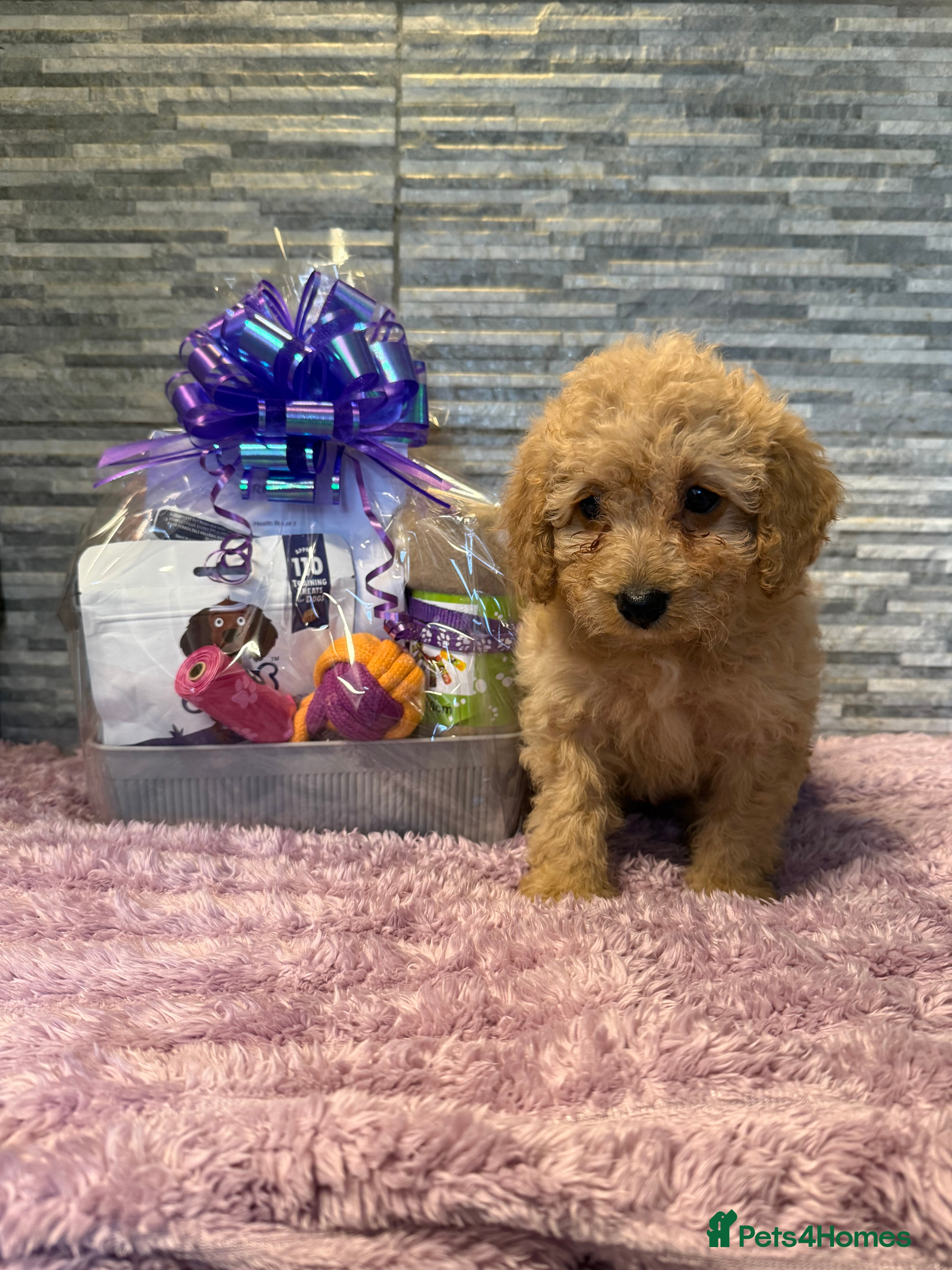 Mixed Breed dogs READY TO GO! 8 Beautiful Cavapoochon Puppies - Advert 16