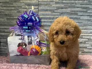 Mixed Breed dogs READY TO GO! 8 Beautiful Cavapoochon Puppies - Advert 9