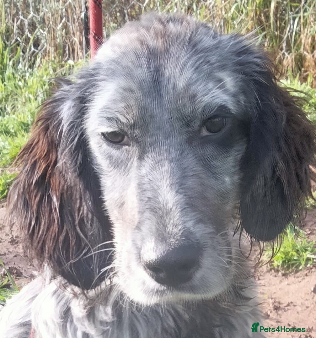 English Setter dogs Tigger - Advert 2