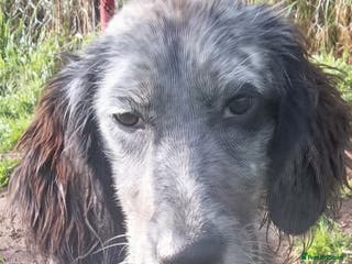 English Setter dogs Tigger - Advert 5