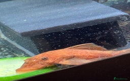 Plecos fish for sale: Super red bristle nose plecos  - Image 5
