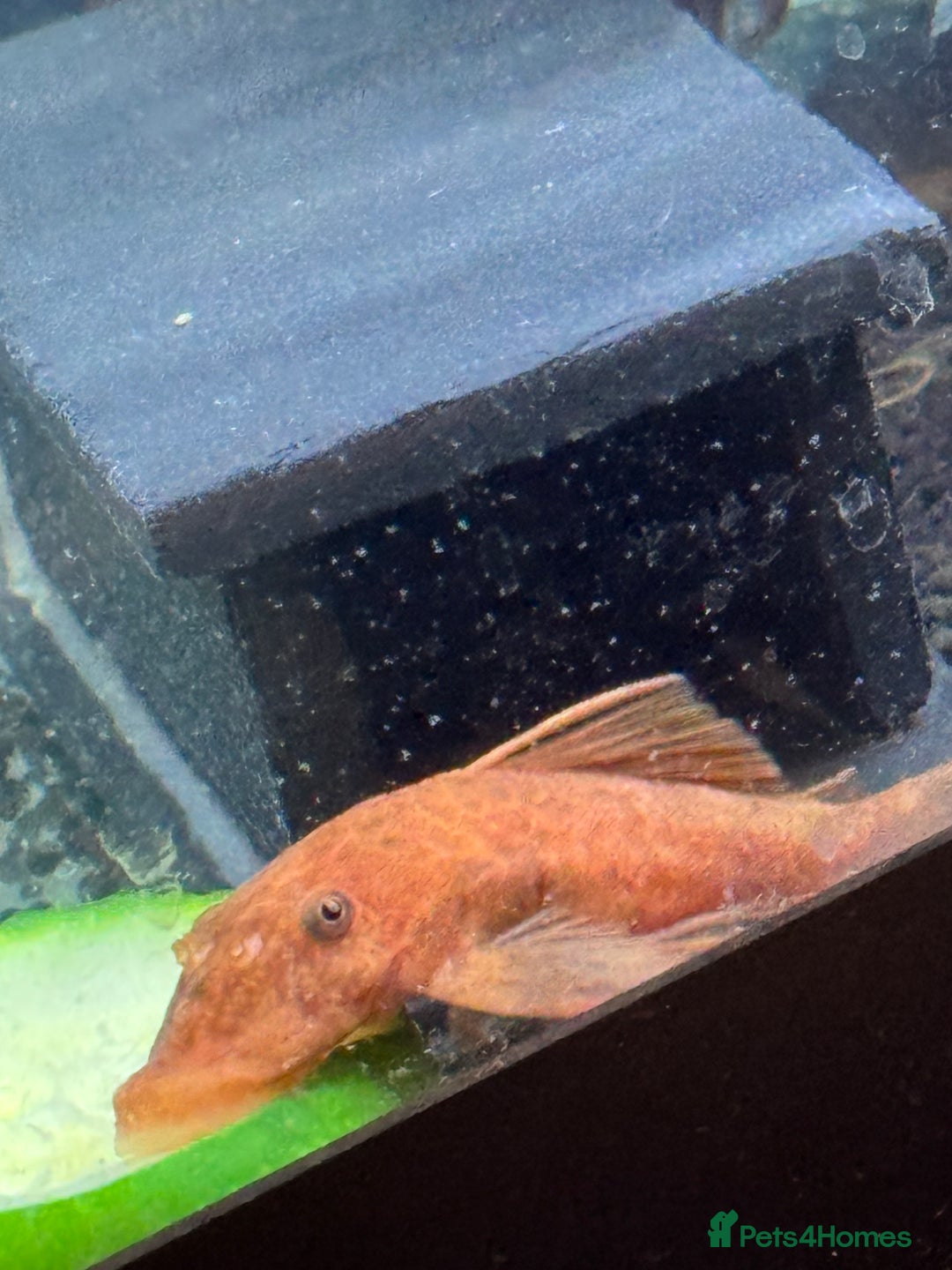 Plecos fish for sale: Super red bristle nose plecos  - Image 5