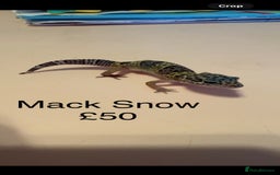 Leopard Gecko reptiles for sale: Leopard geckos  - Image 2