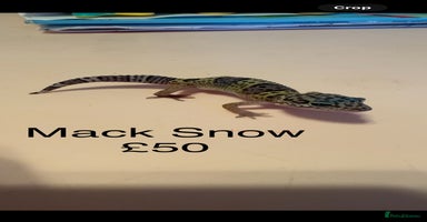 Leopard Gecko reptiles - Advert 9