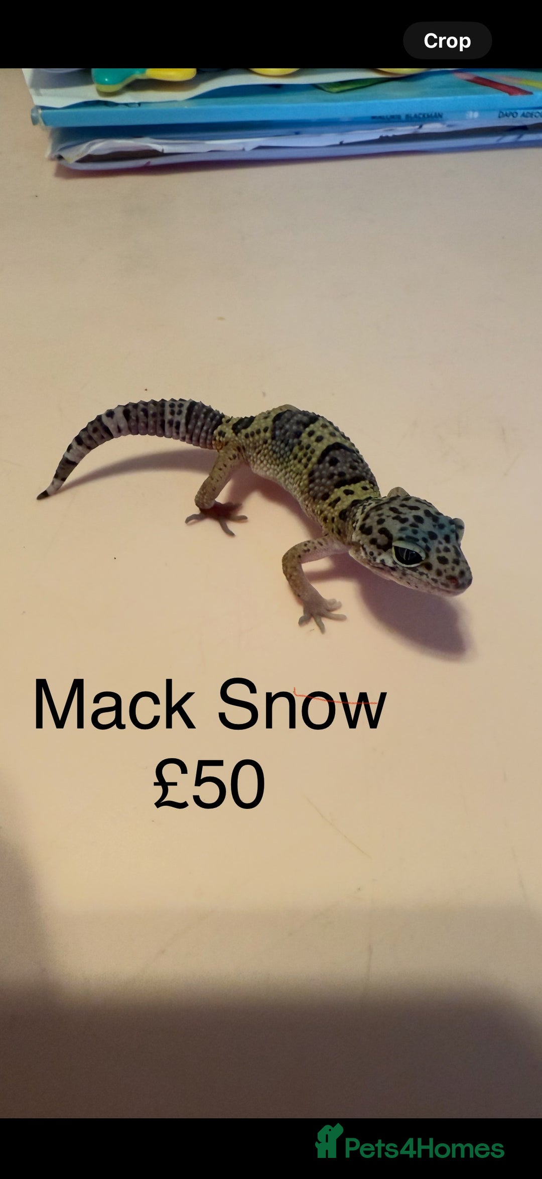 Leopard Gecko reptiles for sale: Leopard geckos  - Image 2