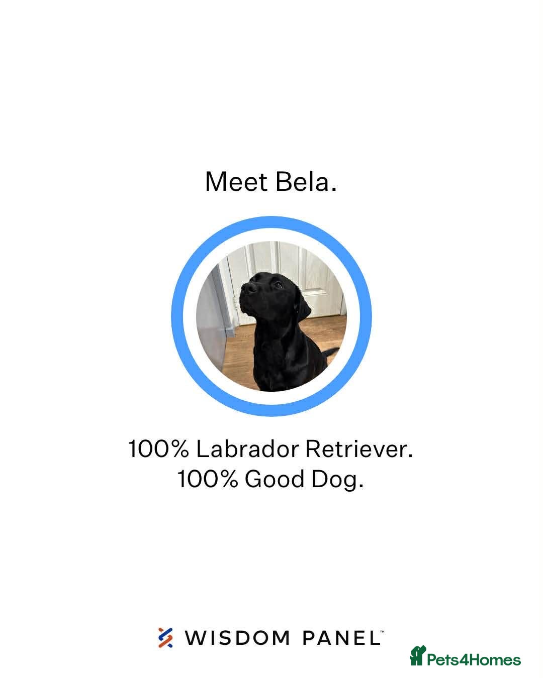 Labrador Retriever dogs for sale: Beautiful Labrador puppies for sale🥰 - Advert 4