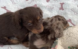Miniature Dachshund dogs for sale: Long Haired Miniature Dachshund Puppies - Ready !! - Image 4