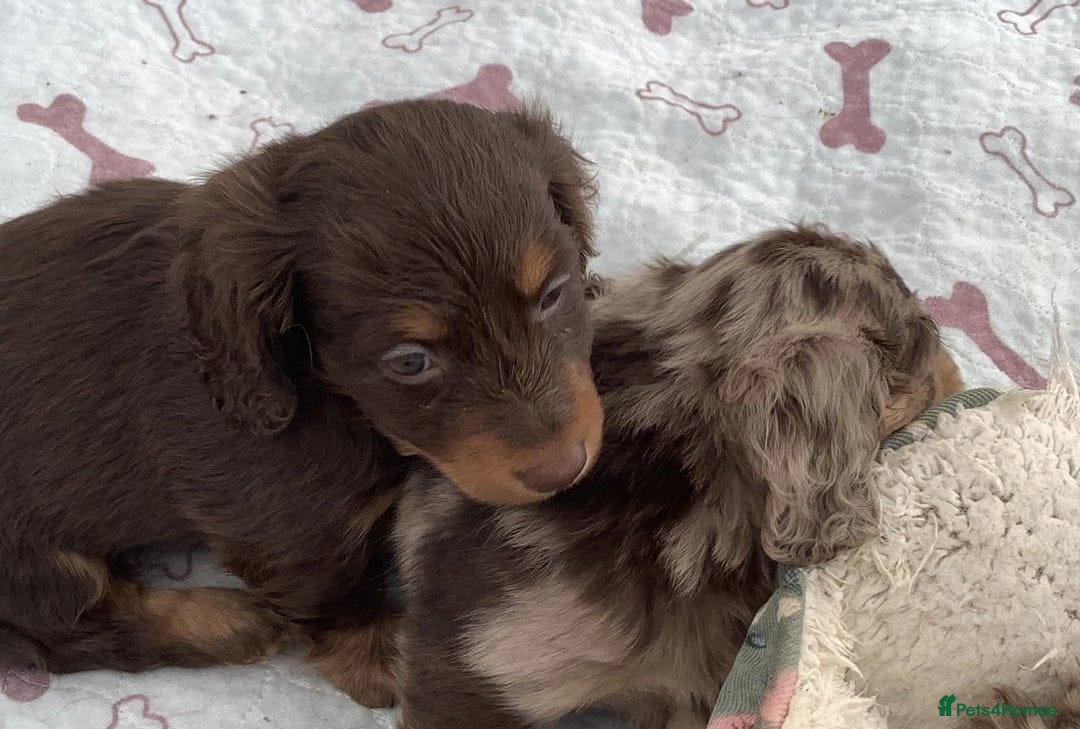 Miniature Dachshund dogs for sale: Long Haired Miniature Dachshund Puppies - Ready !! - Image 4