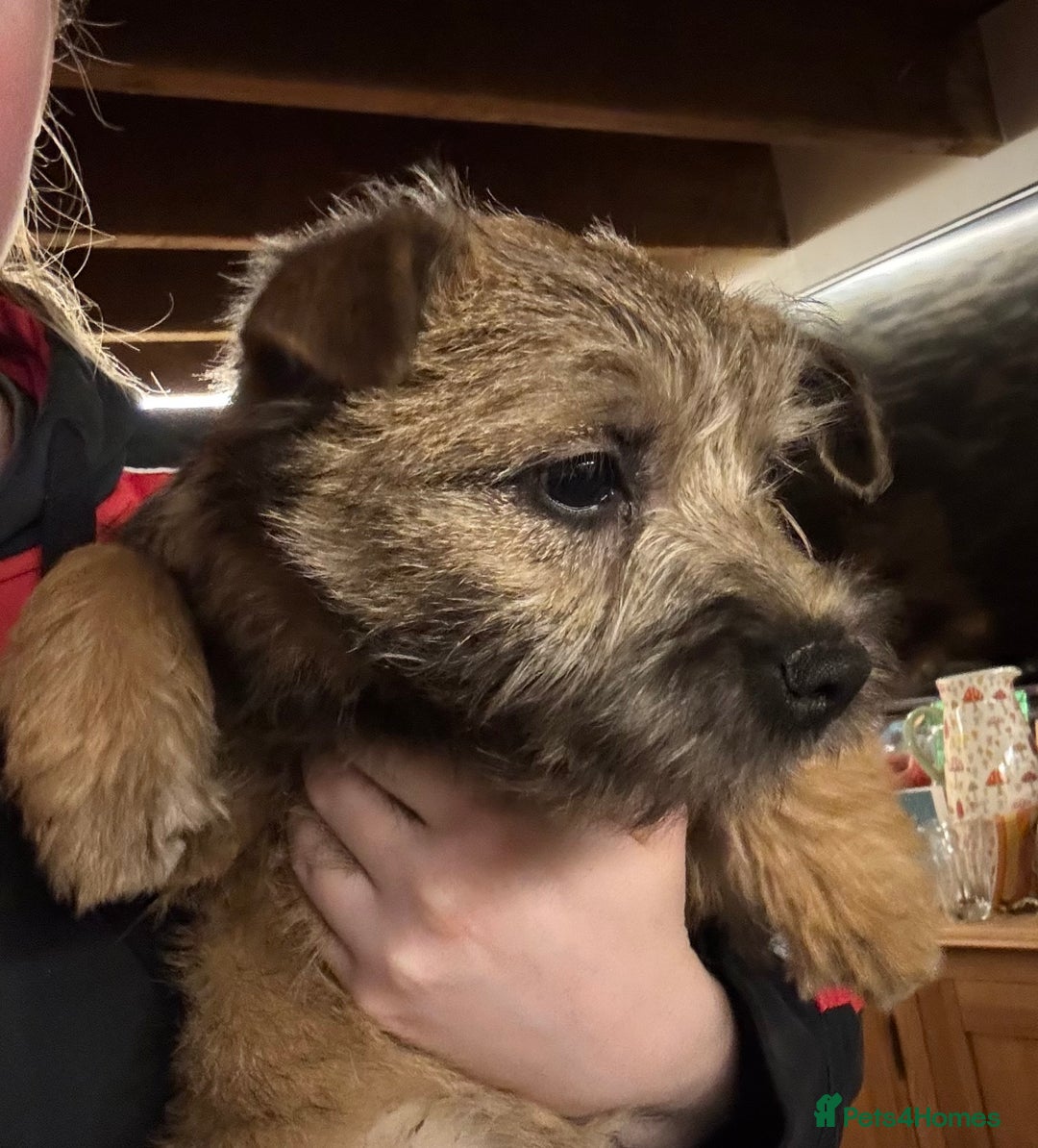 Cairn Terrier dogs for sale: Cairn terrier x Border terrier puppies - Advert 7