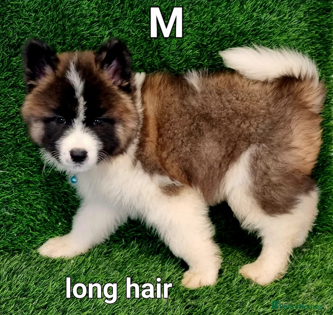 Akita dogs for sale: Akita pups in Peterlee - Advert 2