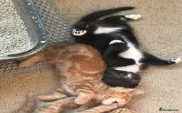 Mixed Breed cats for sale: 3 beautiful playful kittens  - Image 7