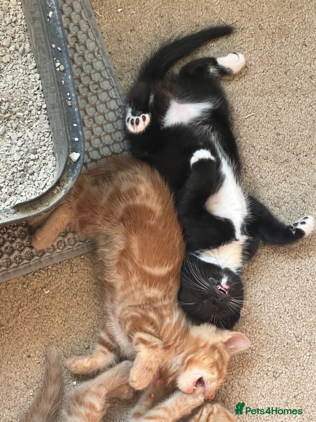 Mixed Breed cats for sale: 3 beautiful playful kittens  - Image 7