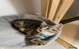 Mixed Breed cats for sale: Mix breed beautiful kittens - Image 15