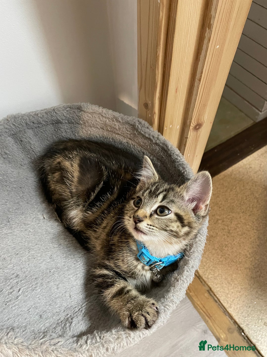 Mixed Breed cats for sale: Mix breed beautiful kittens - Image 15