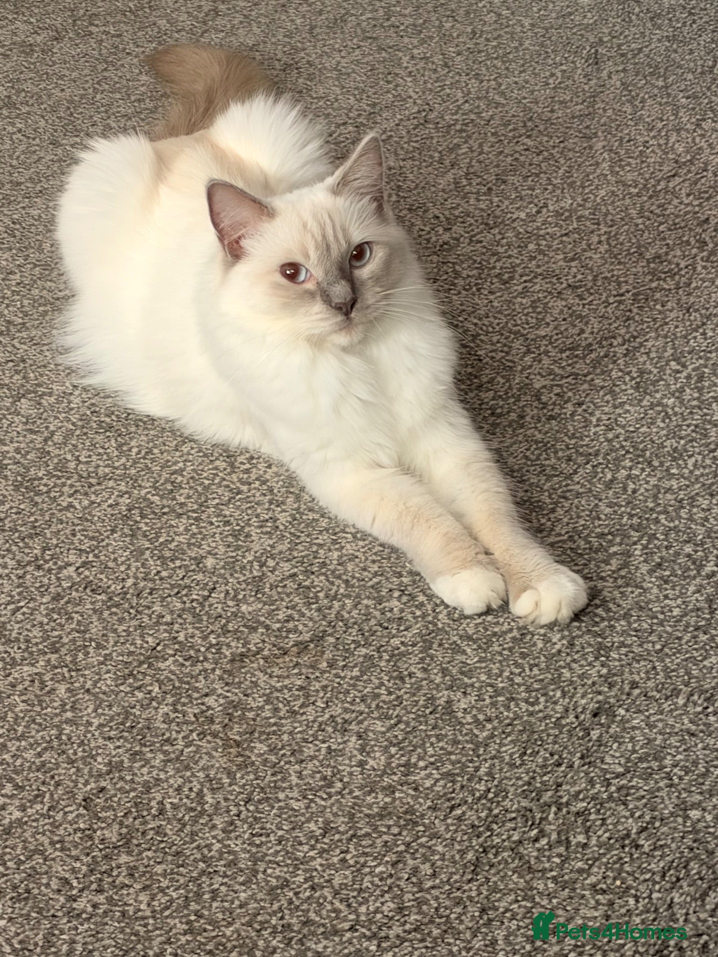 Ragdoll cats Ragdoll kittens for sale  - Advert 1