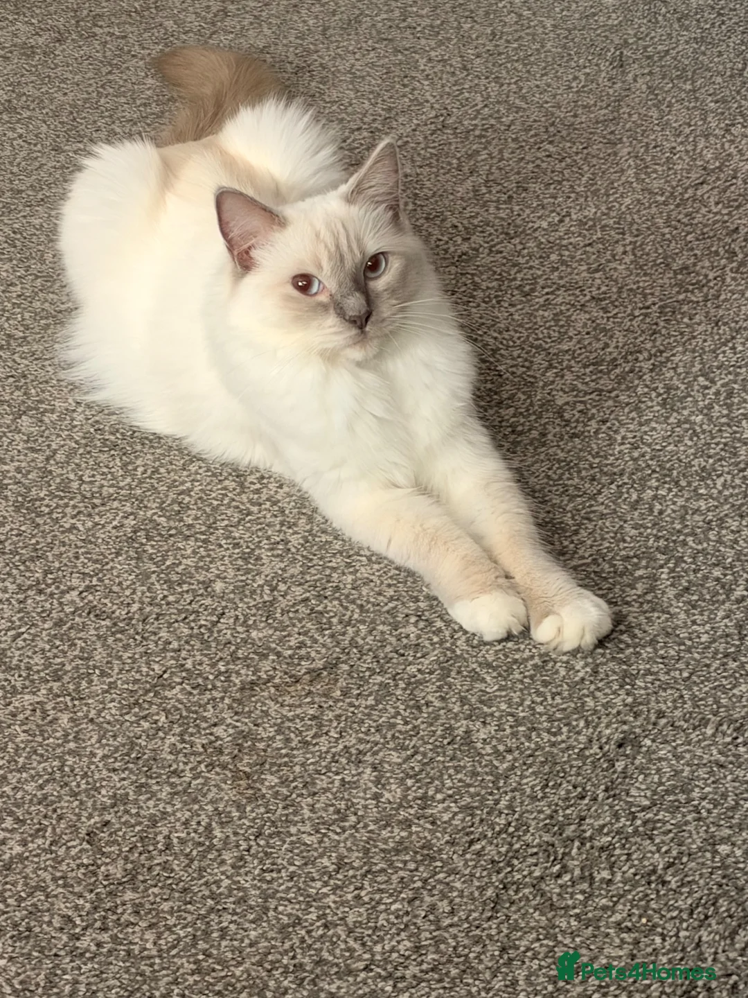 Ragdoll cats for sale: Ragdoll kittens for sale  in Romford - Advert 1