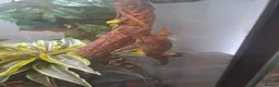 Gecko reptiles for sale: Male mossi geko  - Advert 9