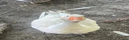 Geese poultry for sale: 5 Embden x Toulouse Geese For Sale - Advert 1