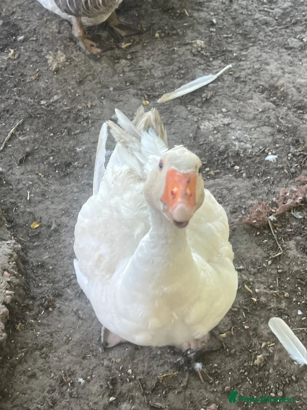 Geese poultry for sale: 5 Embden x Toulouse Geese For Sale - Advert 1