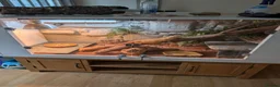 Bearded Dragon reptiles for sale: 3 year old male bearded dragon - Advert 4