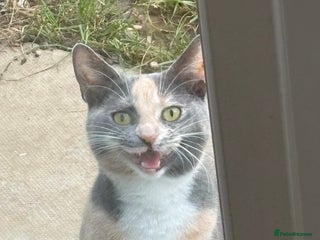 Mixed Breed cats Female white and ginger kitten - Advert 10