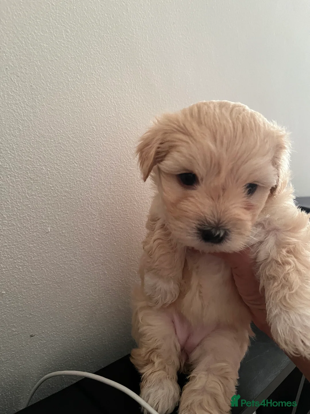 Mixed Breed dogs for sale: Puppies for sale  - Advert 9