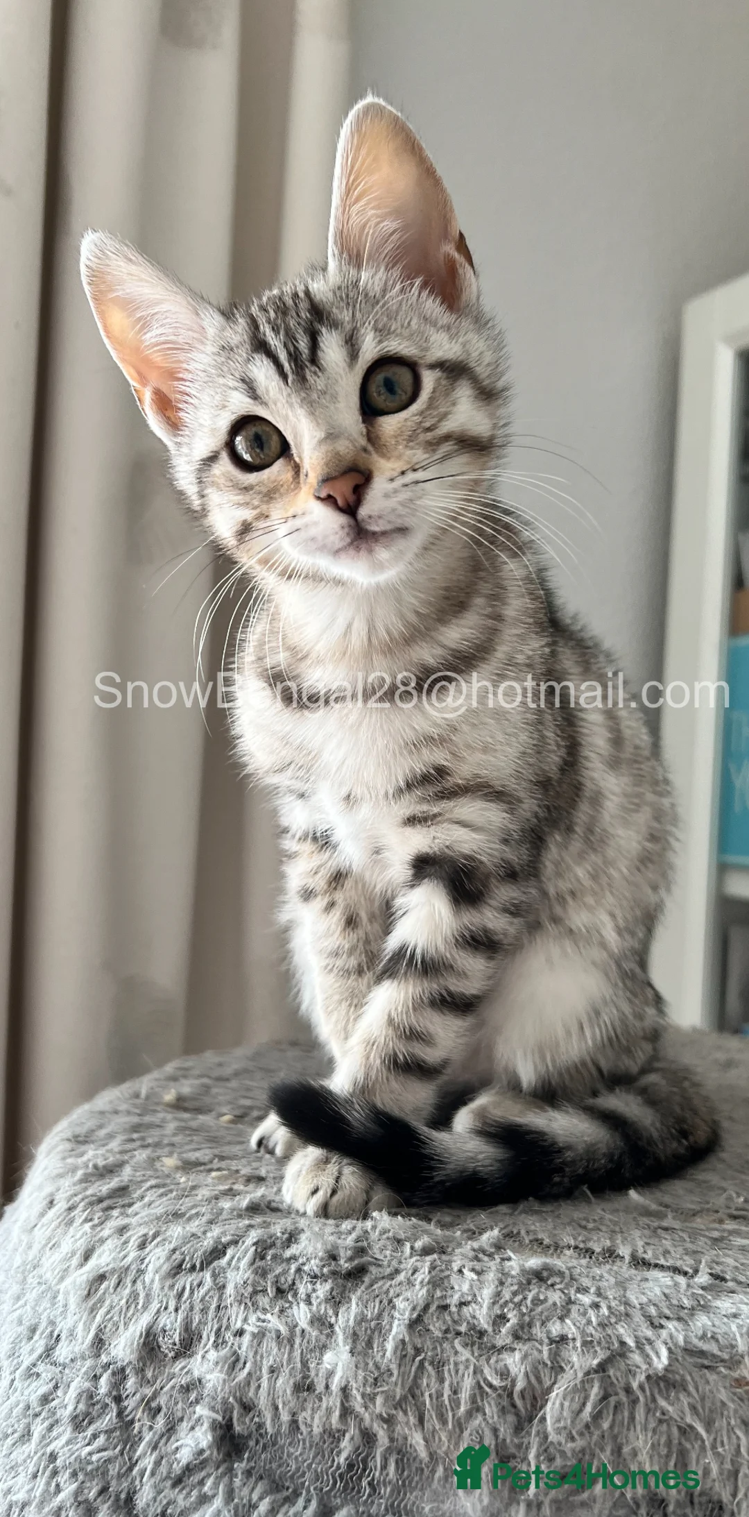 Bengal cats for sale: Snow Bengal 12 weeks GIRL kitten for sale  - Advert 13