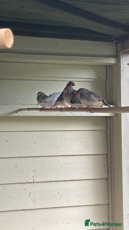 Finches birds - Advert 2