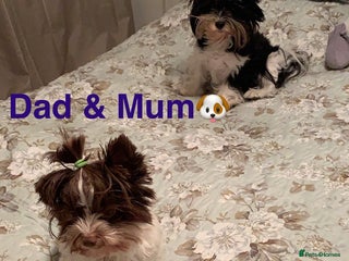 Biewer Terrier dogs - Advert 36