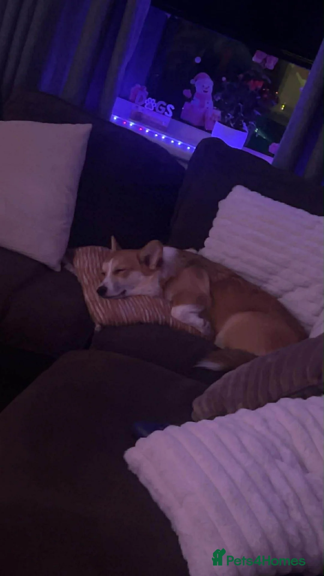 Welsh Corgi Pembroke dogs for sale: Welsh Pembrokeshire corgi  - Advert 10