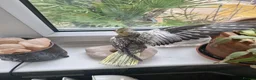 Cockatiels birds for sale: Baby cockatiels  - Advert 5