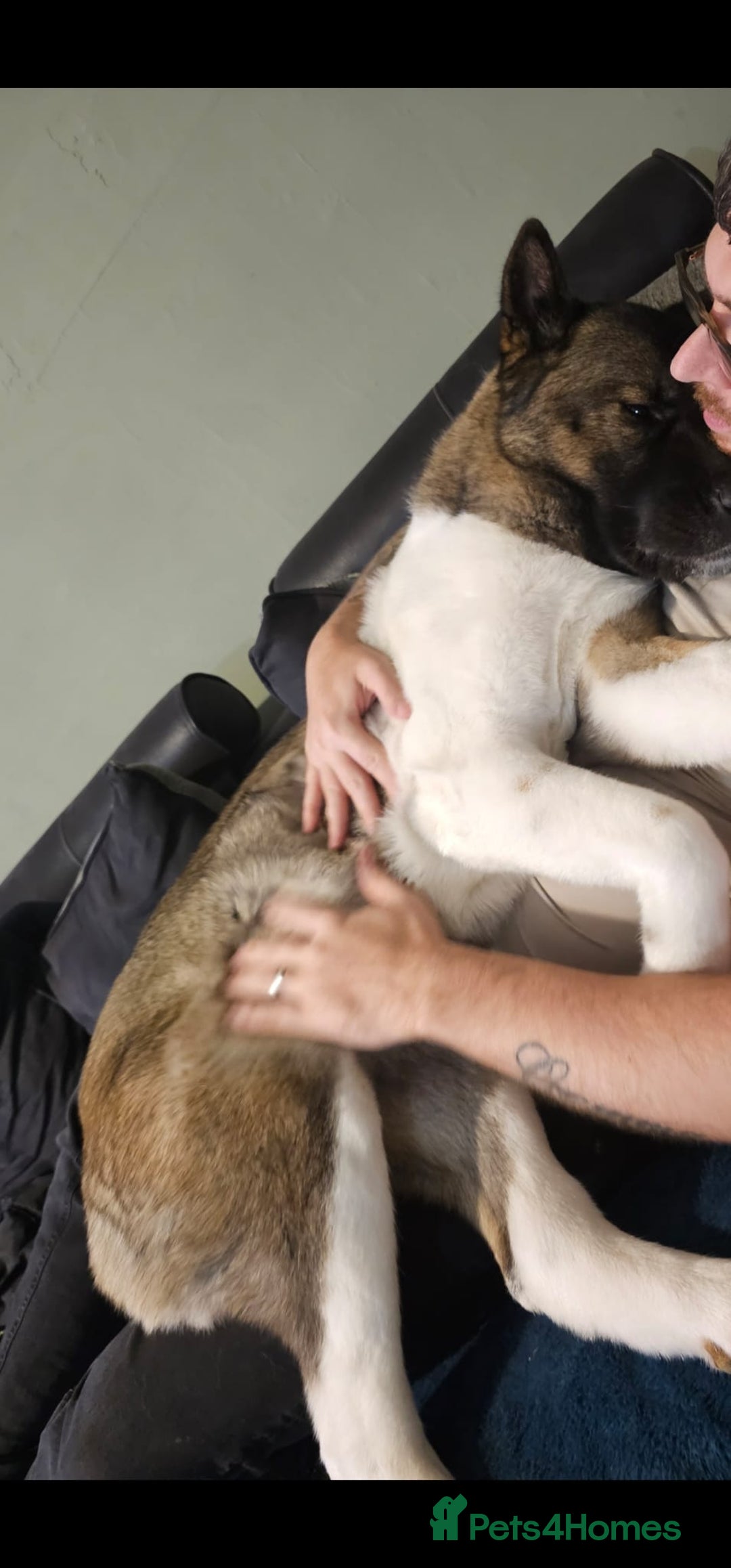 Akita dogs for sale: 🐾 American Akita Puppies for Forever Homes 🐾 - Image 2