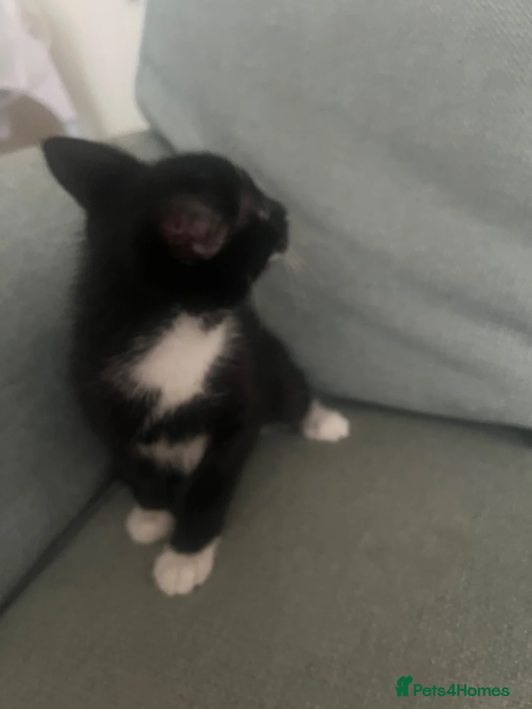 Mixed Breed cats for sale: 3 Rescue kittens with FULL MOT! 🖤🤍🖤 - Advert 16