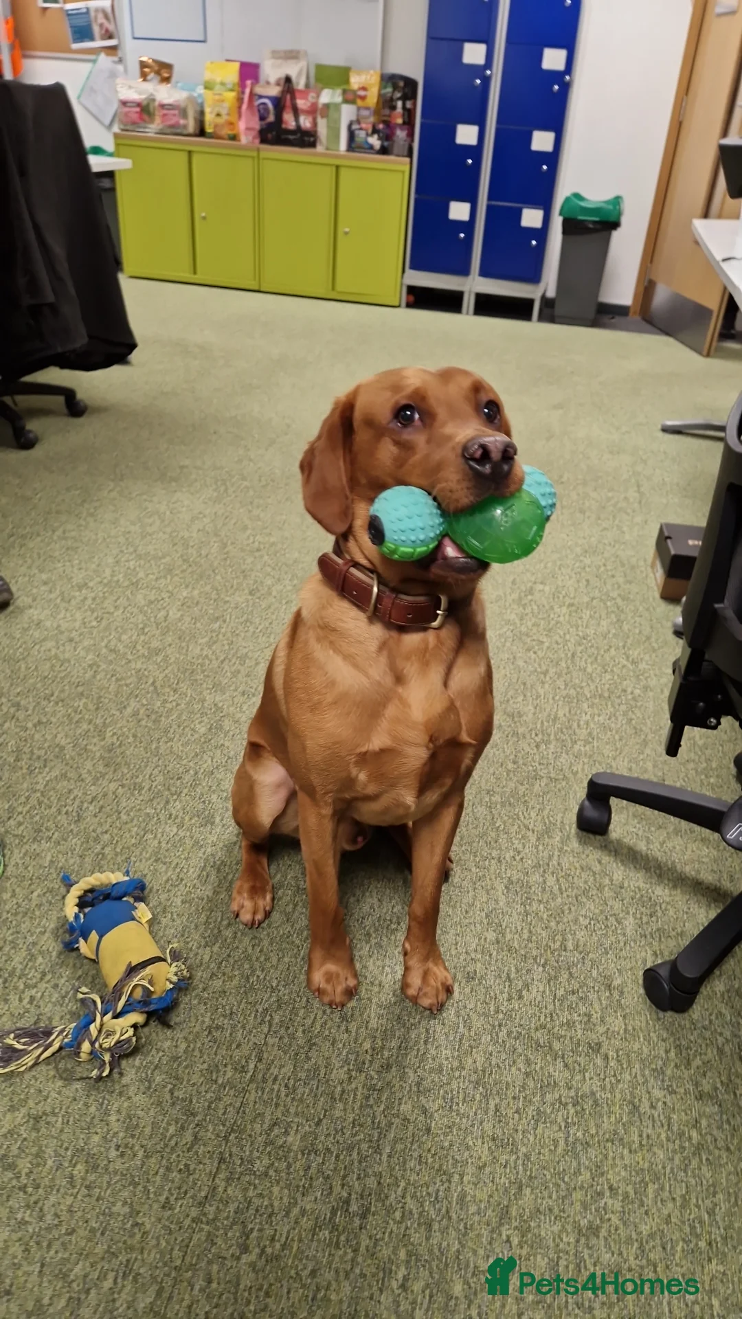 Labrador Retriever dogs for stud: Indie  - Advert 6