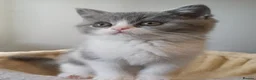 British Shorthair cats for sale: Ready to leave🐈‍⬛ - Advert 16