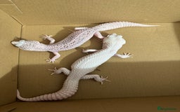 Leopard Gecko reptiles for sale: Breeding leopard gecko pair  - Image 1